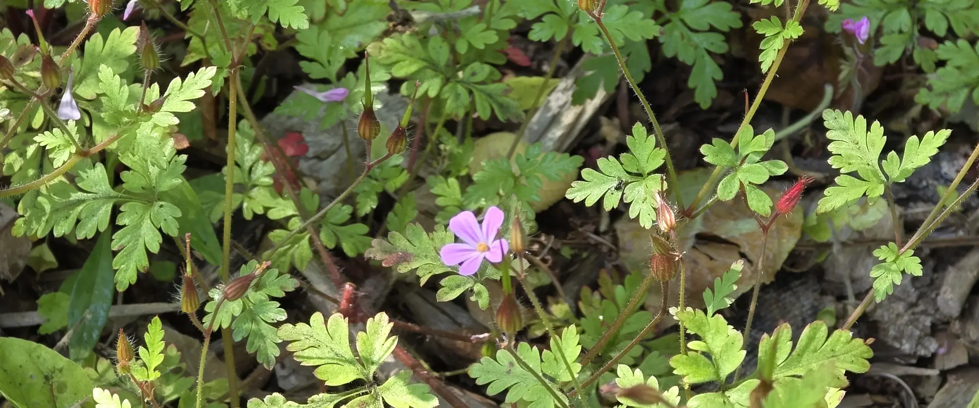 Small pink native flower among finely divided green leaves