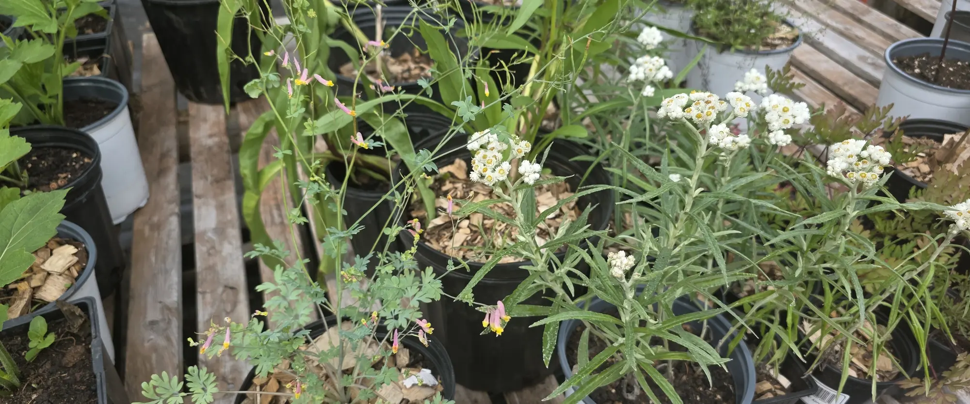 Potted native plants with white and pink flowers on nursery pallets