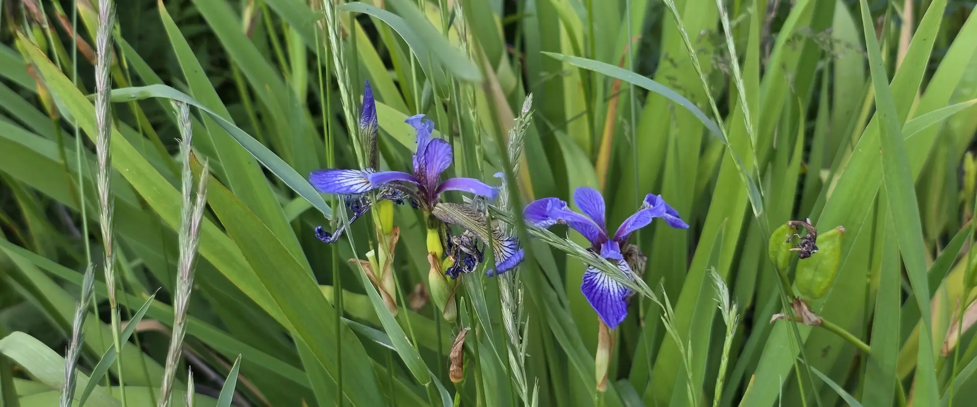 Blue iris flowers growing among tall grasses